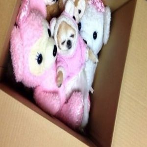 Meet your Posher, Milan